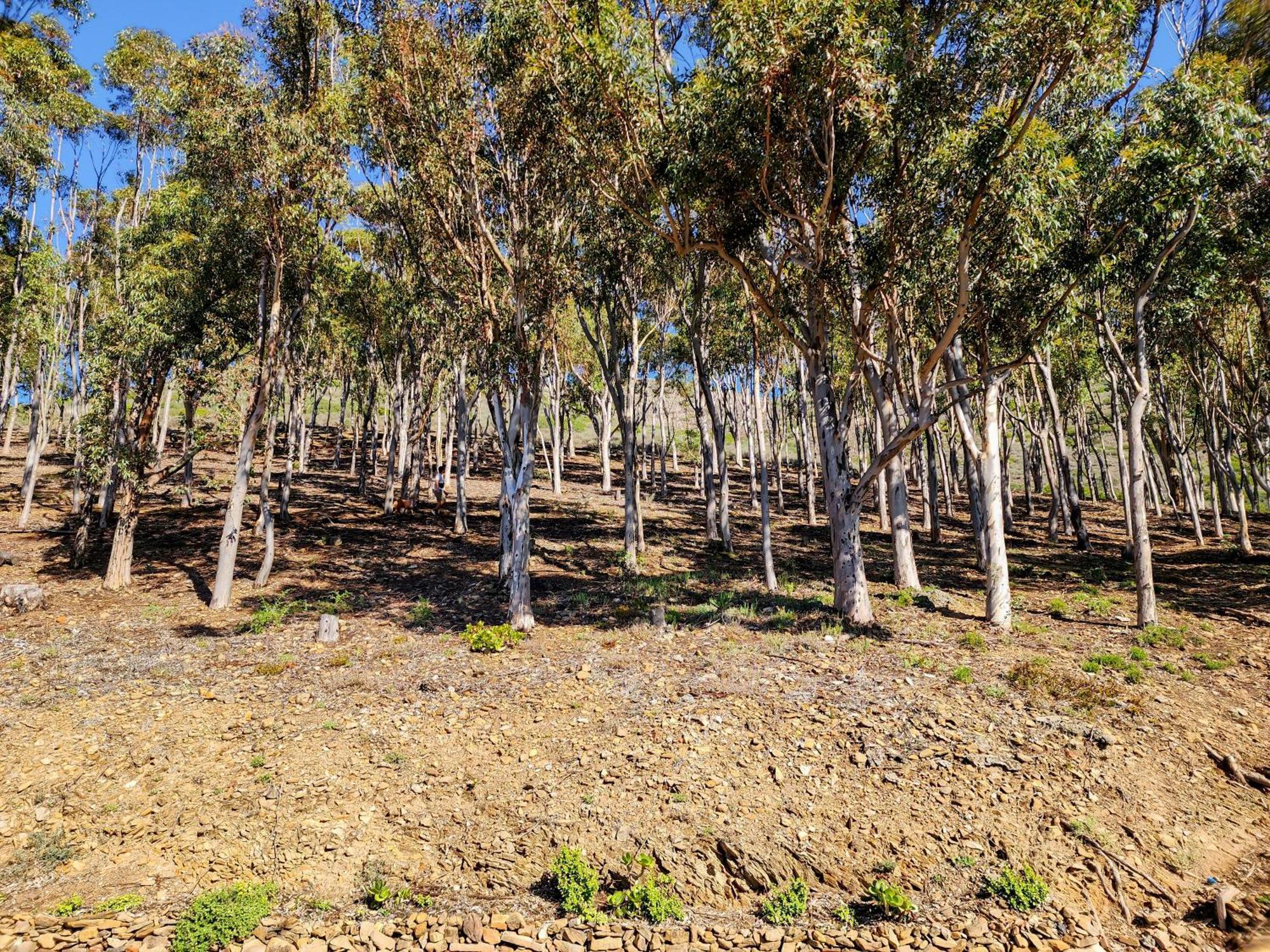 Gasthof Bluegum Hill & Kapstadt